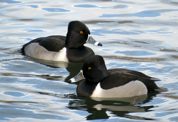 Ring-necked Duck by Aaron Steed